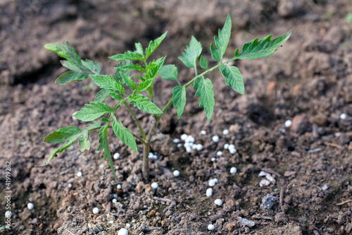 Photo: growing tomato plants with fertilizer in granules growing tomato plants with fertilizer in granules