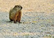 Groundhog