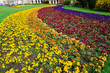 Colorful Flowerbed