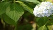 紫陽花