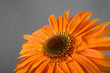 gerbera with drops of water on petals gerbera with drops of water on petals