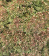 background from a spruce branch with young escapes background from a spruce branch with young escapes