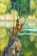 Grilled  chicken legs on skewers