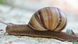 Video: snail creeping by stone HD video slow motion snail creeping by stone HD video slow motion