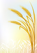 Wheat