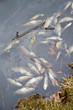 dead fish