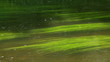 long green seaweed swaying in the flow of water