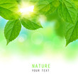Fresh green leaves
