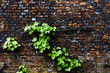 Photo: Virginia creeper on a brick wall Virginia creeper on a brick wall