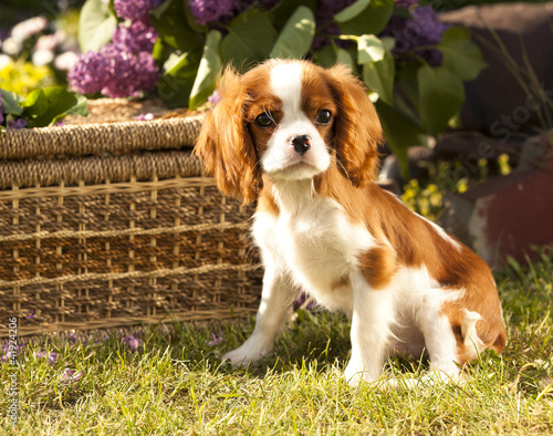 Foto: Cavalier King Charles spaniel Cavalier King Charles spaniel