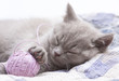 sleeping kitten british rare color