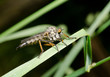 Bremsen-Profil (Insektenmakro)