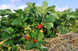 Frische Erdbeeren vom Feld