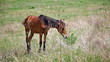 horse steeding among grass on glade
