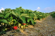 Frische Erdbeeren vom Feld