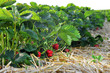 Frische Erdbeeren vom Feld