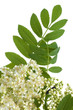 Photo: rowan white flowers rowan white flowers