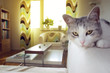 Cat and its sofa
