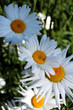 marguerite