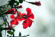 Hibiscus flower
