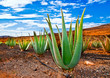 Aloe vera field; Furteventura, Canary Islands, Spain