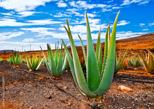 Photo: Aloe vera field; Furteventura, Canary Islands, Spain Aloe vera field; Furteventura, Canary Islands, Spain