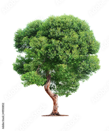 Photo: Tree on white background Tree on white background
