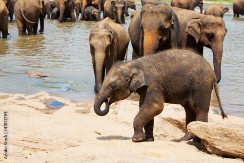 Foto: Elephants on Sri Lanka Elephants on Sri Lanka