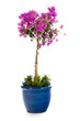 Detail Bougainvillea in blue pot