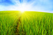 the way in green farm rice