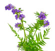 Jackobsleiter, Polemonium caeruleum