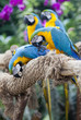 parrots are seatting on the branch and doing manicure parrots are seatting on the branch and doing manicure