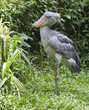Shoe-billed Stork in jungle Shoe-billed Stork in jungle