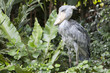 Shoe-billed Stork in jungle Shoe-billed Stork in jungle