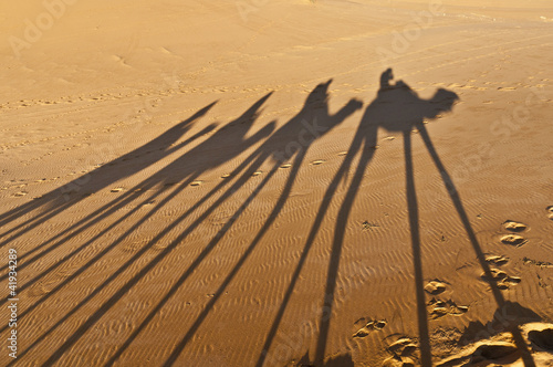 Foto: Camels shadows over Erg Chebbi at Morocco Camels shadows over Erg Chebbi at Morocco
