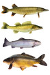 Fische 145