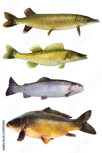 Photo: Fische 145 Fische 145