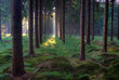 Sunrise in a mysterious pine forest Sunrise in a mysterious pine forest