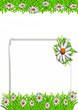 White camomiles and green grass as a background White camomiles and green grass as a background