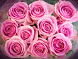 Pink Roses