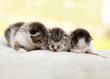 Katzenbabys kuscheln sich aneinander