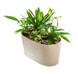 indoor plant in a pot indoor plant in a pot
