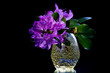 Purple azalea blossoms in  vase against black background