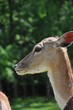 young deer