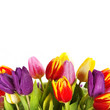 spring tulips