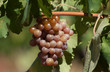 raisin blanc