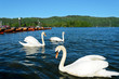 Swans at Bowness on Windermere
