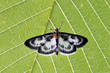 Butterfly on the green leaf