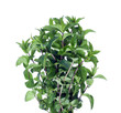 Fresh green mint leaf