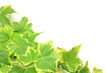 ivy